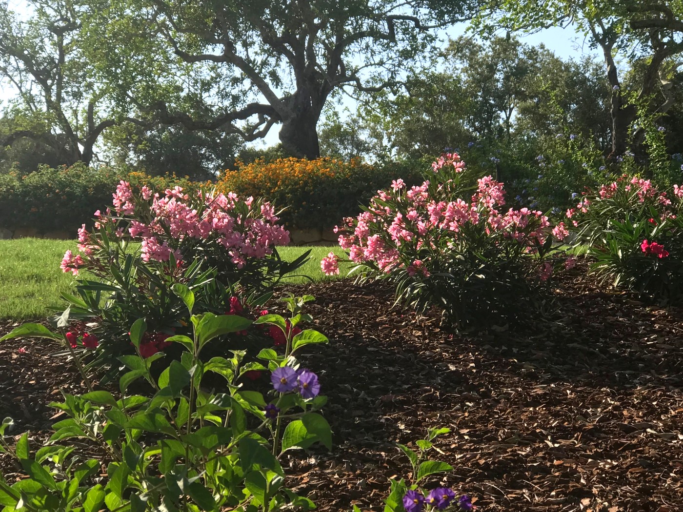Mediterranean flowering beds